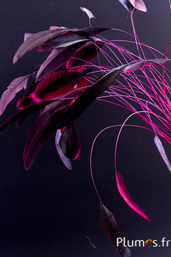 Coquetip - 20-25 cm - fuchsia-marron